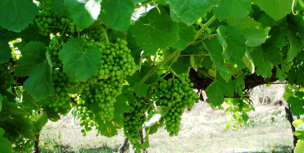 vinho
